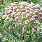 Moon Carrot